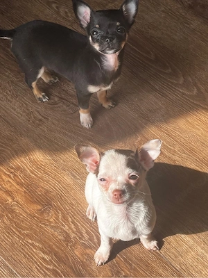 mini teacup Chihuahua