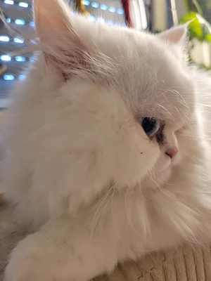 Perser weibchen 7Monate alt