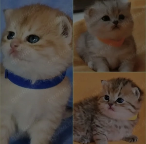 Bkh Kitten mit Stammbaum 