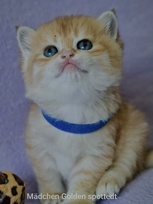 Bkh Kitten mit Stammbaum 