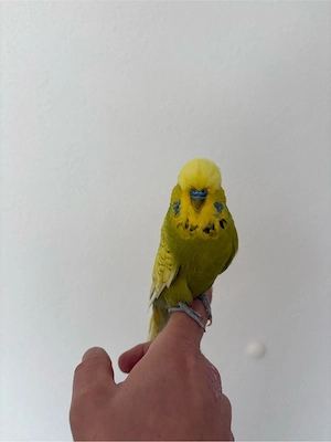 Schauwellensittiche verschiedene Farben Bild 2