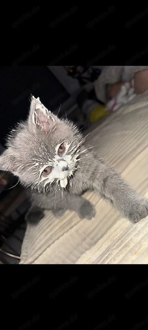 Prinzi sucht sein für immer zuhause