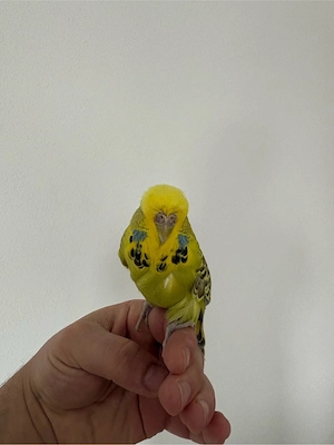 Schauwellensittiche verschiedene Farben Bild 5