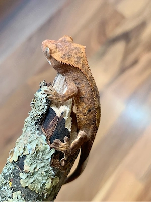 0.0.1 Correlophus Ciliatus (Kronengecko) Harlequin Gecko