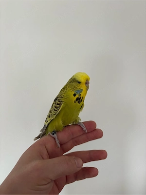 Schauwellensittiche verschiedene Farben Bild 4