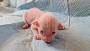 Reinrassige Siamesen kitten  Bild 2