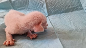 Reinrassige Siamesen kitten  Bild 3