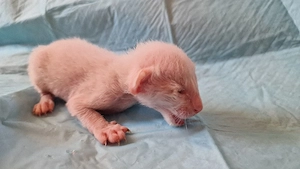 Reinrassige Siamesen kitten  Bild 4