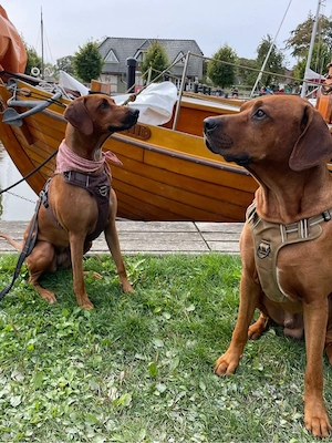 Rhodesien Ridgeback Welpen