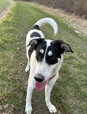 Aury, geb. ca. 12 2024, lebt auf einer Pflegestelle in 33142 Büren-Wewelsburg