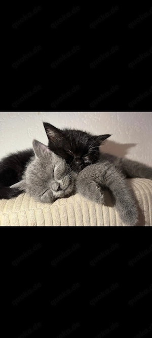 Kaka sucht seinen menschen