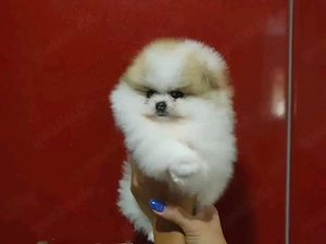 Pomeranian-Welpen 
