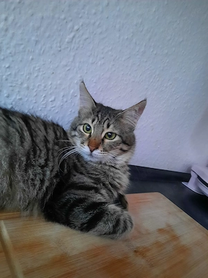 Kätzchen 7 Monate alt