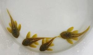 L200 Gelber Phantomwels Hemiancistrus subviridis