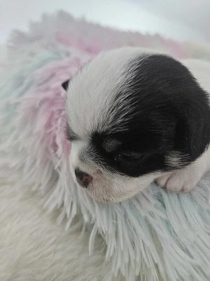 Wunderschöne Chihuahua Babys mit Ahnentafel**
