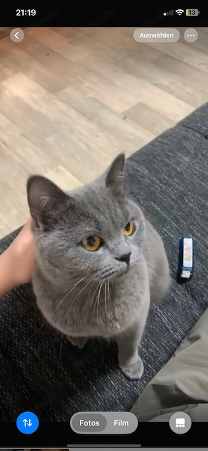 Nala sucht ein neues Zuhause 