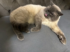 Milo   schöner Siam-Mix Kater (2 Jahre, geimpft) sucht neues Zuhause   