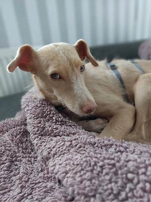 Hübsche Sandy sucht ein Zuhause Bild 5
