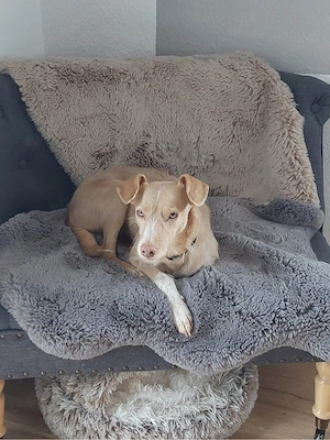 Hübsche Sandy sucht ein Zuhause Bild 6