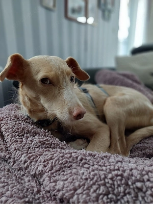 Hübsche Sandy sucht ein Zuhause Bild 4