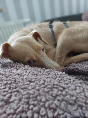 Hübsche Sandy sucht ein Zuhause Bild 3
