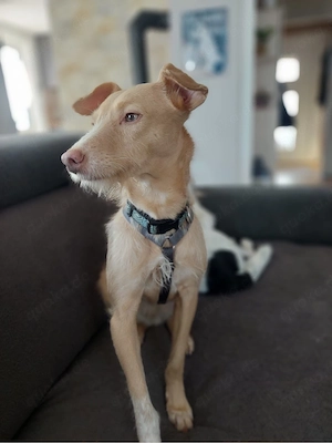 Hübsche Sandy sucht ein Zuhause