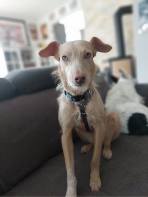 Hübsche Sandy sucht ein Zuhause Bild 2