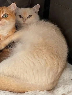 BKH Katze mit Stammbaum 