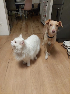 Hübsche Sandy sucht ein Zuhause Bild 7
