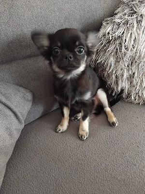 Chihuahua Welpe Langhaar: black and Tan