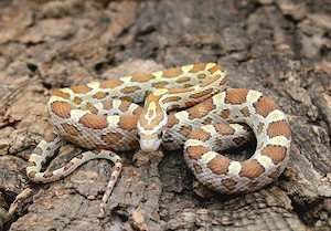 Kornnattern ENZ 2025 Bild 6