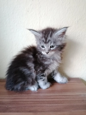 Maine Coon kitten 