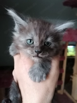 Maine Coon kitten 