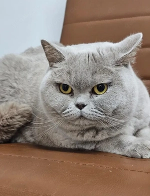 Arya Ruhiges Katzenmädels sucht chillige Familie