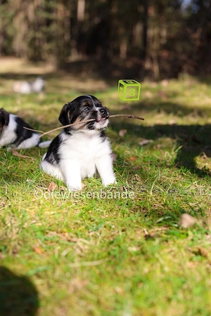 Jack Russell Terrier Welpen mit Titer Gutachten Bild 3