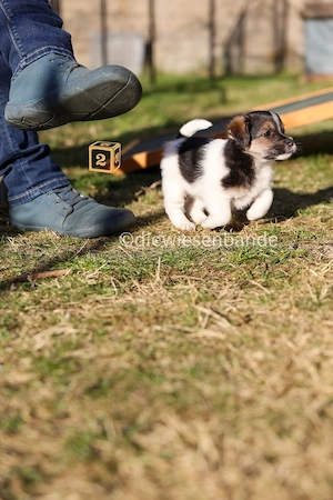 Jack Russell Terrier Welpen mit Titer Gutachten Bild 5
