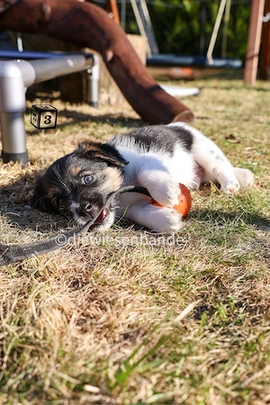 Jack Russell Terrier Welpen mit Titer Gutachten Bild 6