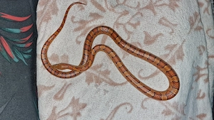 Kornnatter Männchen