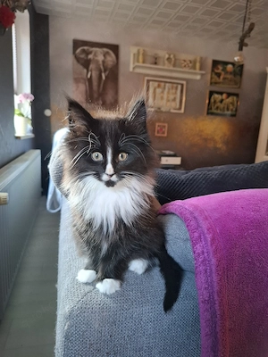 Reinrassige XXL Maine Coon Kitten 