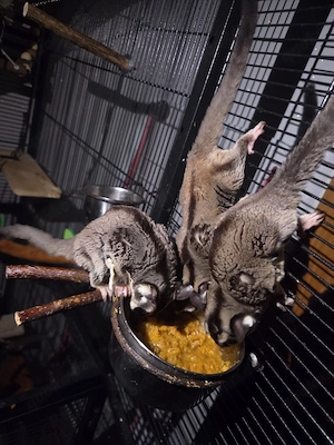 3 Sugar Glider   Flughörnchen mit kompletten Zubehör