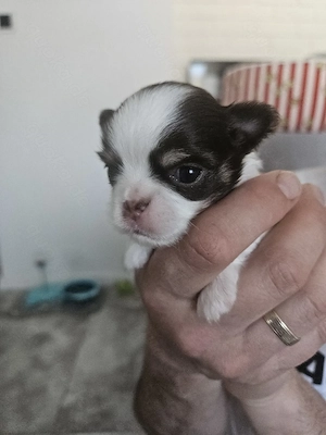 Wunderschöne Chihuahua Babys mit Ahnentafel**