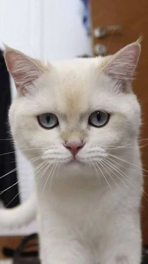 BKH Katze mit Stammbaum 