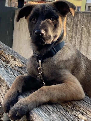 Belgischer Schäferhund mix 