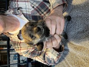 Norfork Terrier - Malteser - Mischlinge