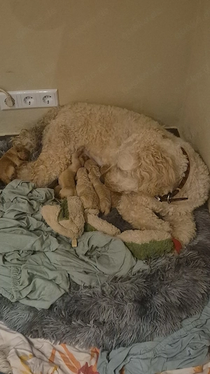 Goldendoodle Welpen 