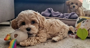 Maltipoo Welpe Mädchen 9 Wochen