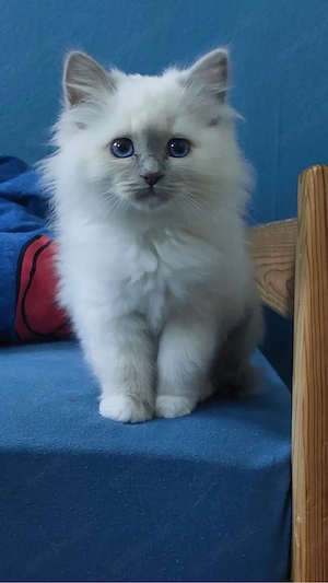 Heilige Birma Kitten reinrassig