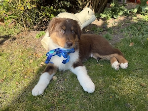 Australian Shepherd Welpen