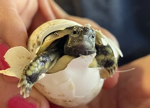 Griechische Landschildkröten aus privater Zucht Schlupf 2025
