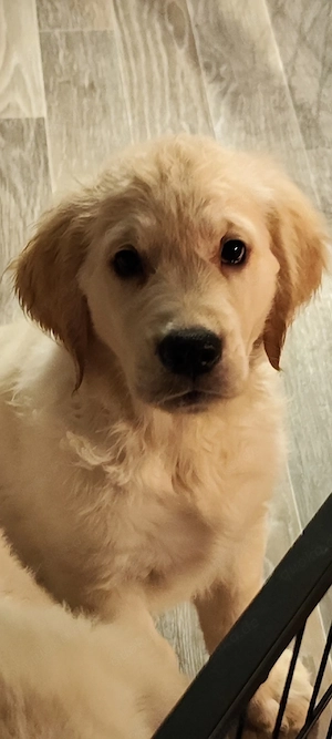 Golden Retriever Welpen Rüden suchen ab sofort 
